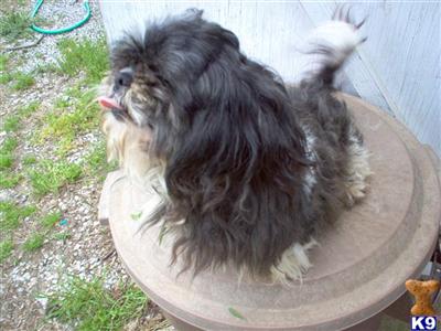 Stud Dogs - Shih Tzu